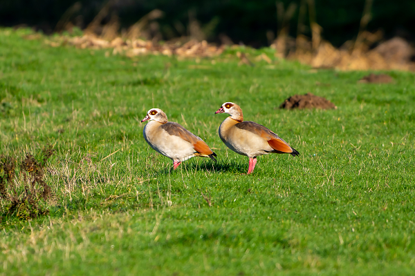 Egyptian Geese