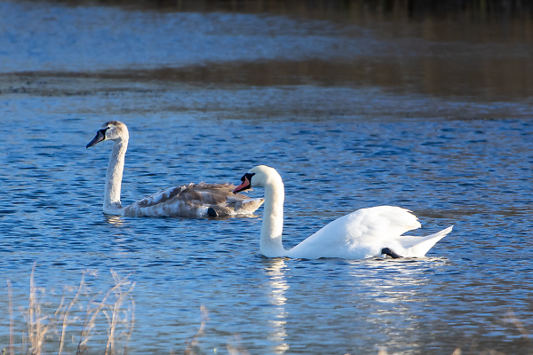 Father and Child