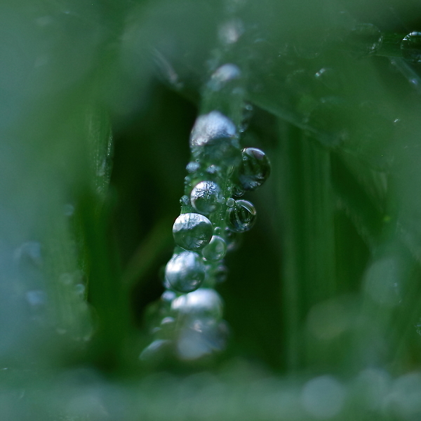 In the depths of the lawn