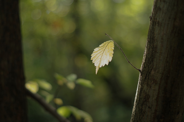 Lone Leaf