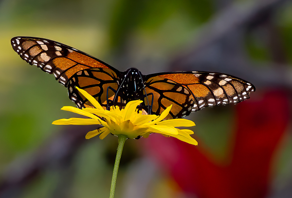 Monarch Danaus plexippus (Linnaeus, 1758)