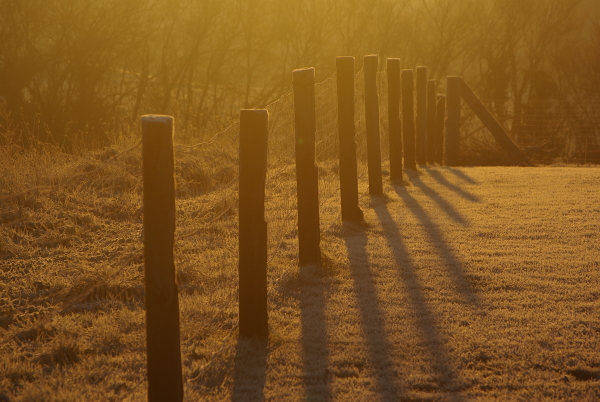 Posts and shadows on a fosty morning
