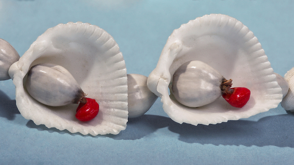 Sea shells