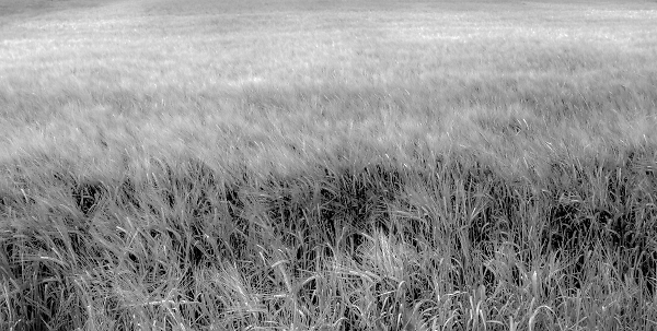 Shimmering fields