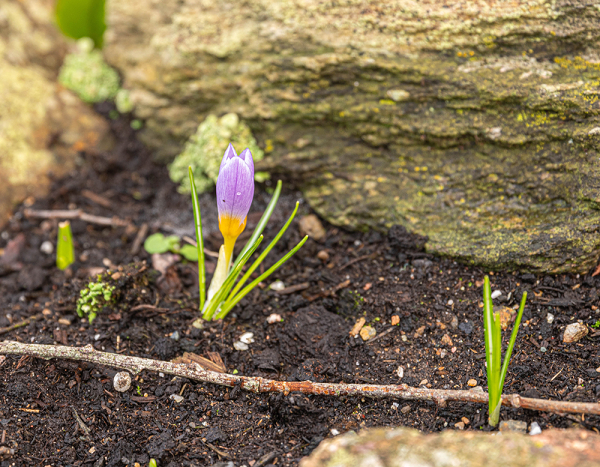 Spring on the Way?