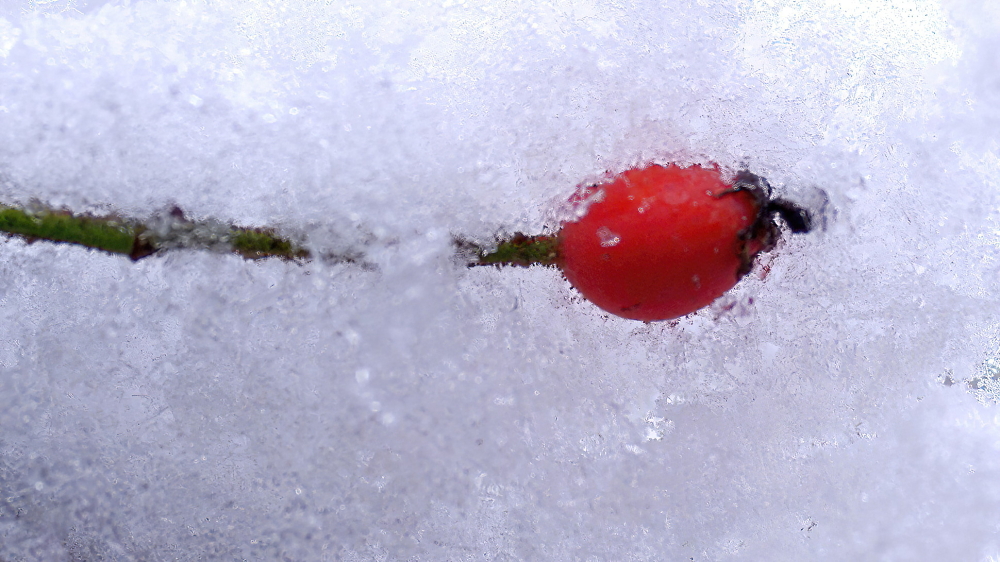 Frozen rosehip