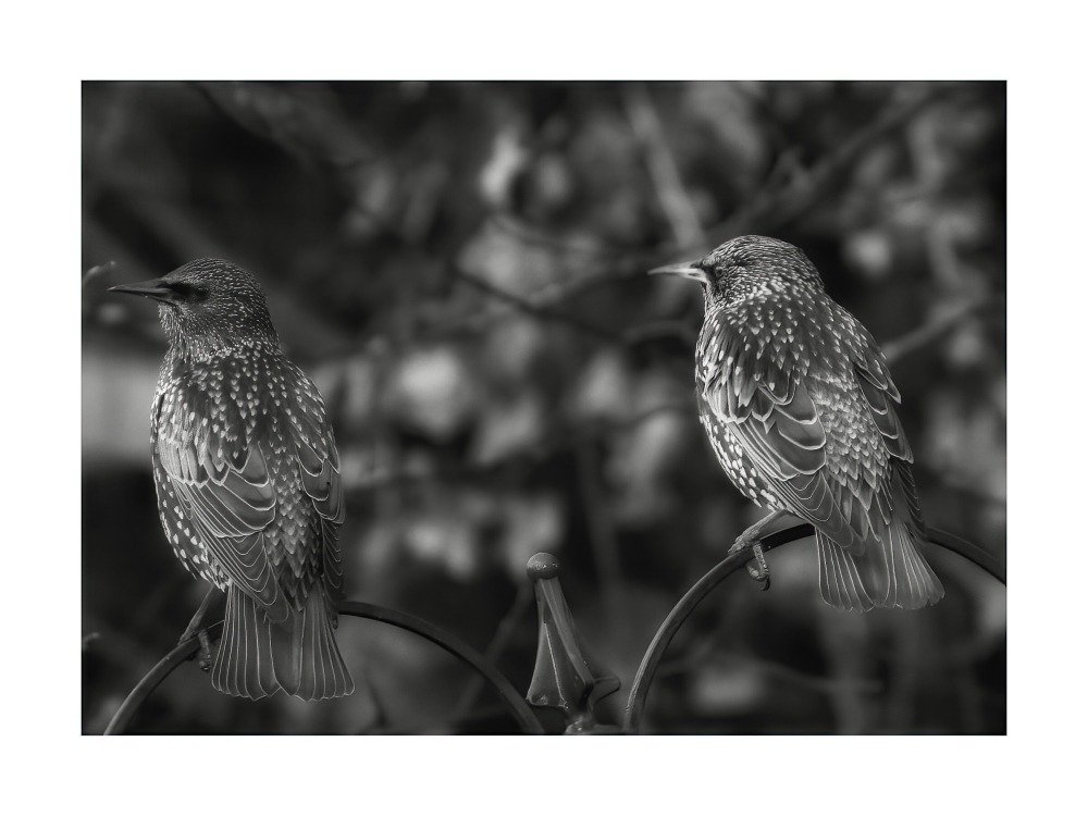 Mono Starlings