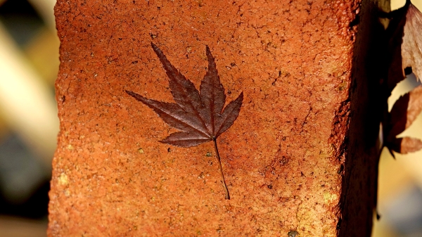 A leaf onna brick