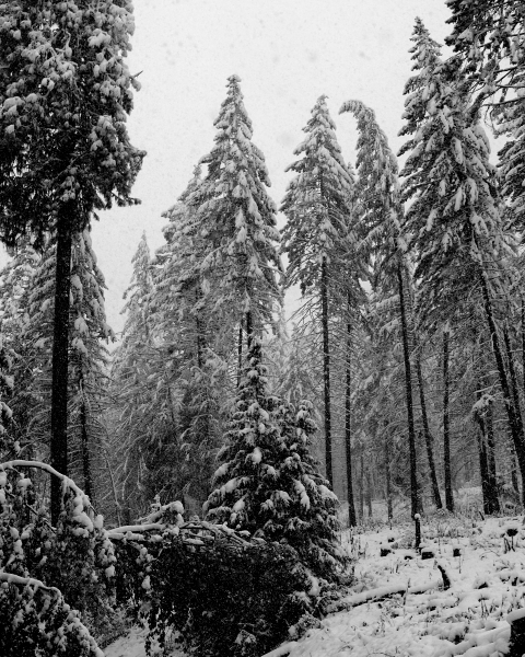 A Snowy Winter in the Woods