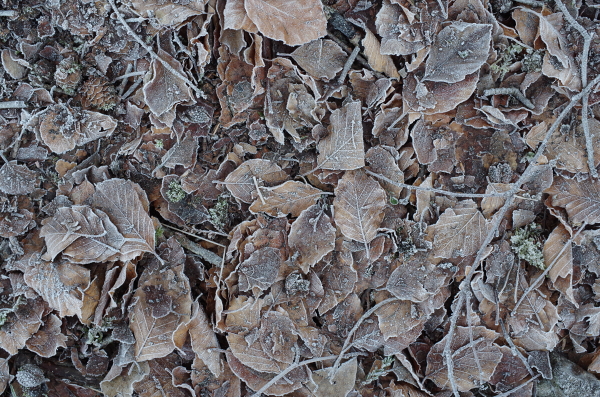 Frozen Leaf Litter