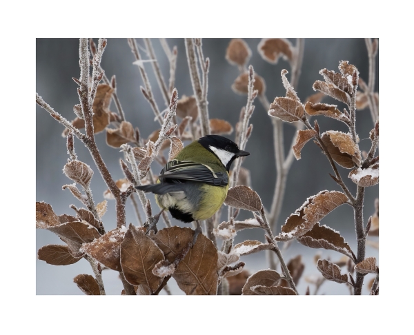 Great Tit