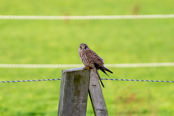 Kestrel