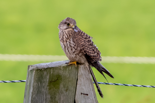 Kestrel