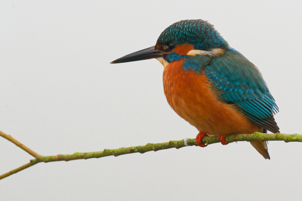 Kingfisher in the mist (Best viewed large)