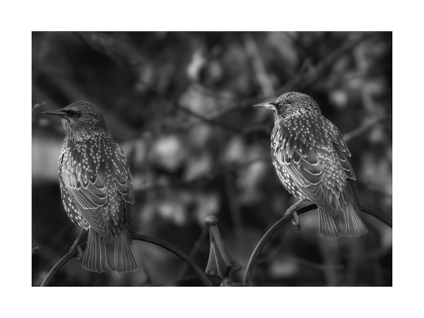 Mono Starlings