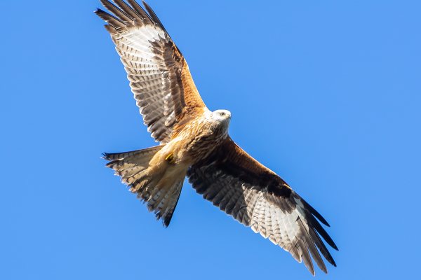 Red Kite