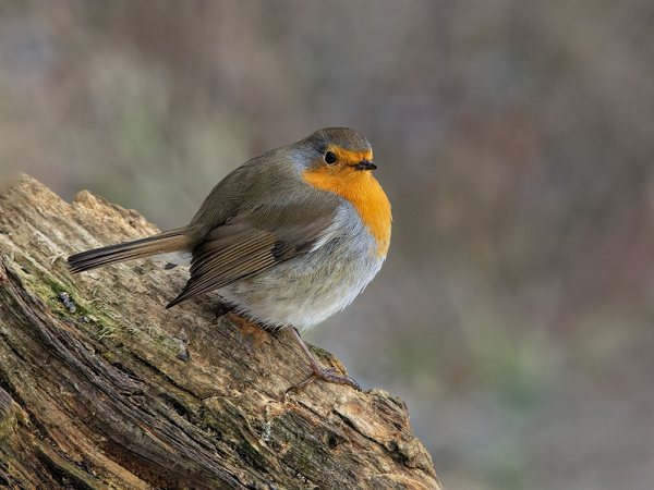 Robin on Decaying Tree
