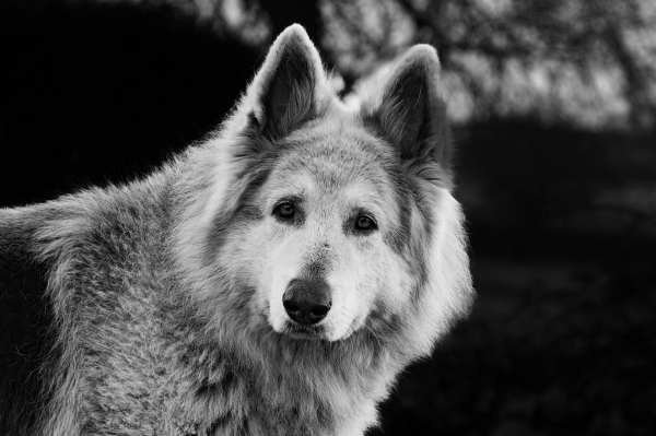 Starr (Mono)