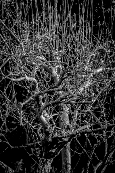 The Silver Apple Tree