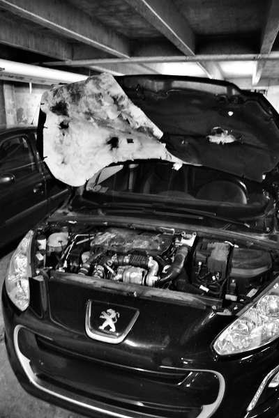 The work of rats