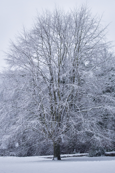 Winter Beech