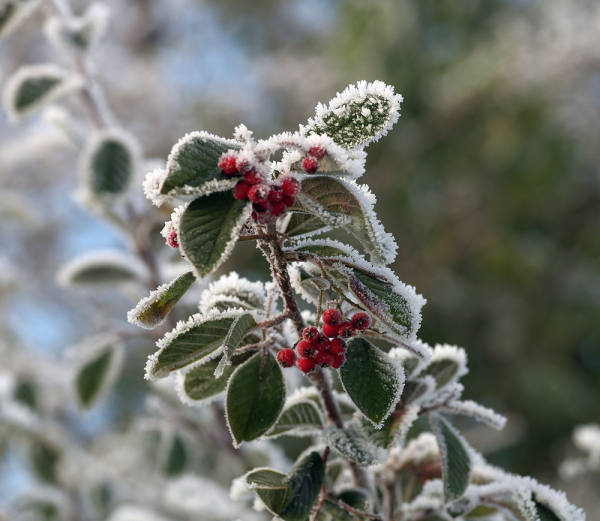 Winter Garden v2