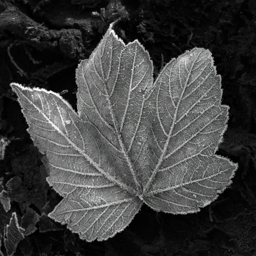 Frosted Leaf