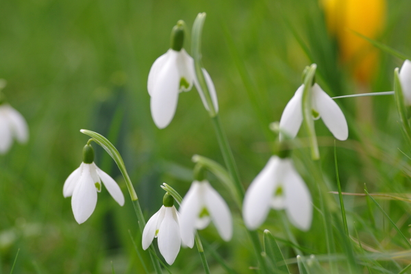 First Snowdrops of 2025