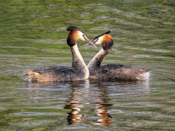 Grebe Spring Love