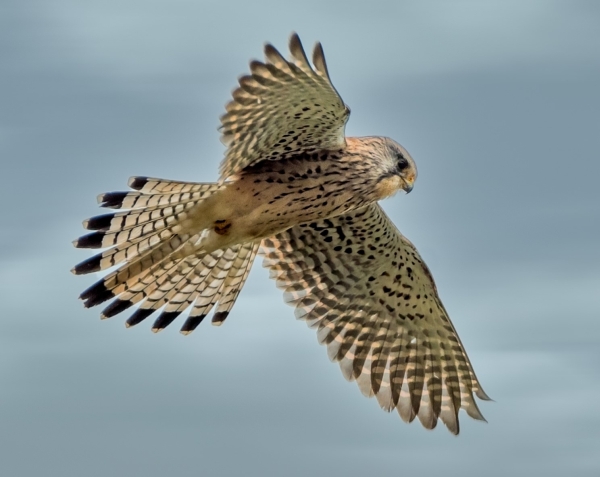 Hunting Kestrel