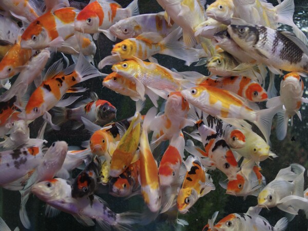 Koi carp