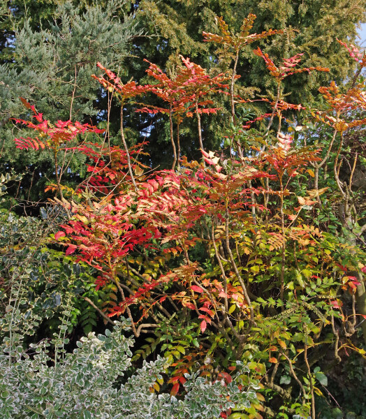 Our Mahonia