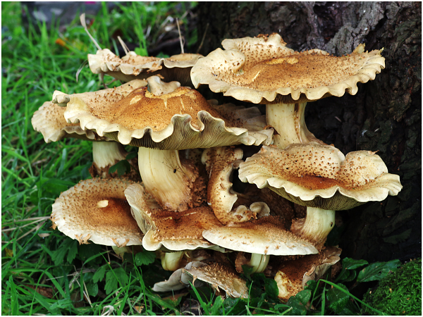 Oyster Fungi