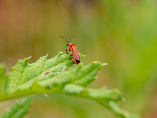 Red Cardinal