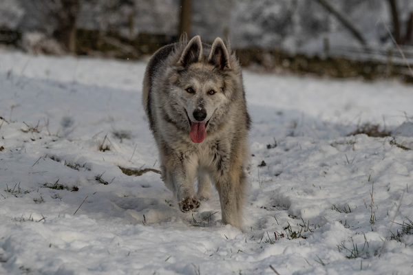 Running through the snow