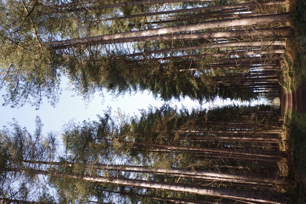 Sherwood Pines