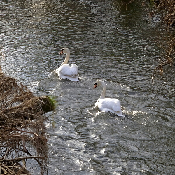 Swans battling the flood