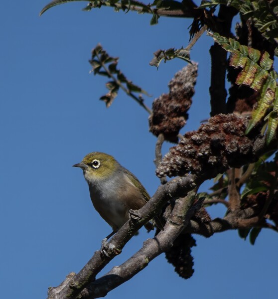Waxeye tauhou