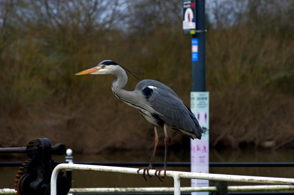 worcester heron