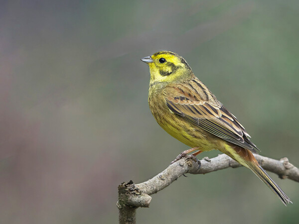 Yellow Hammer