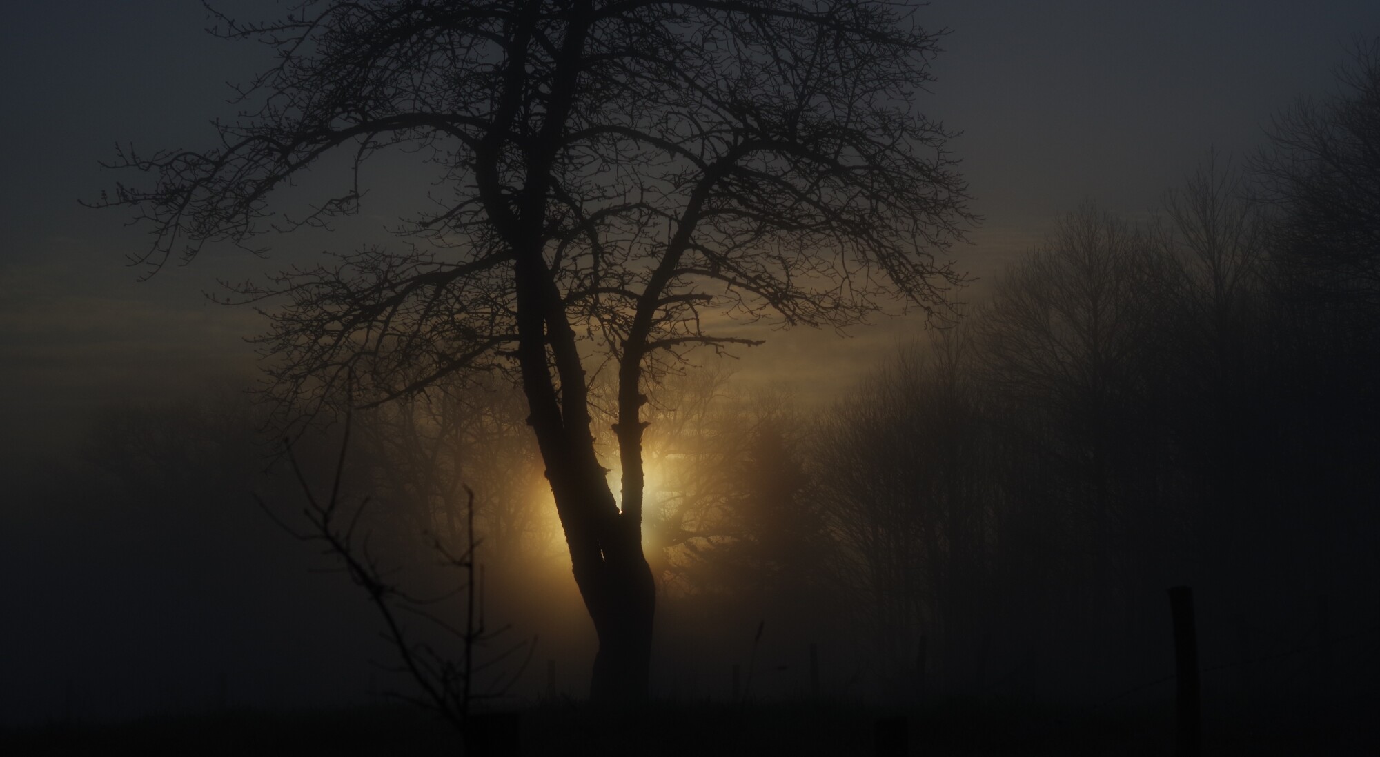 Foggy sunrise through the trees