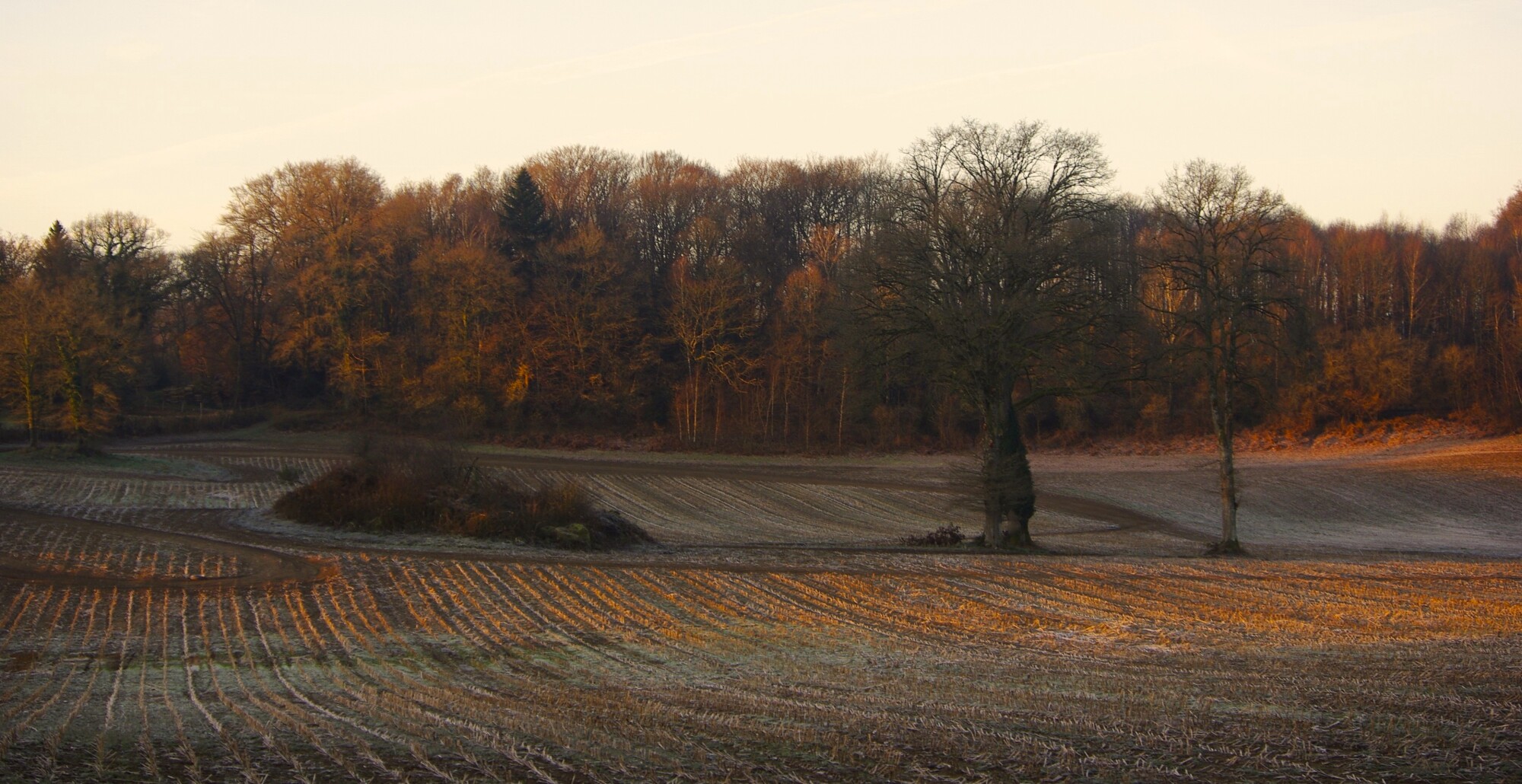 Winter landscape