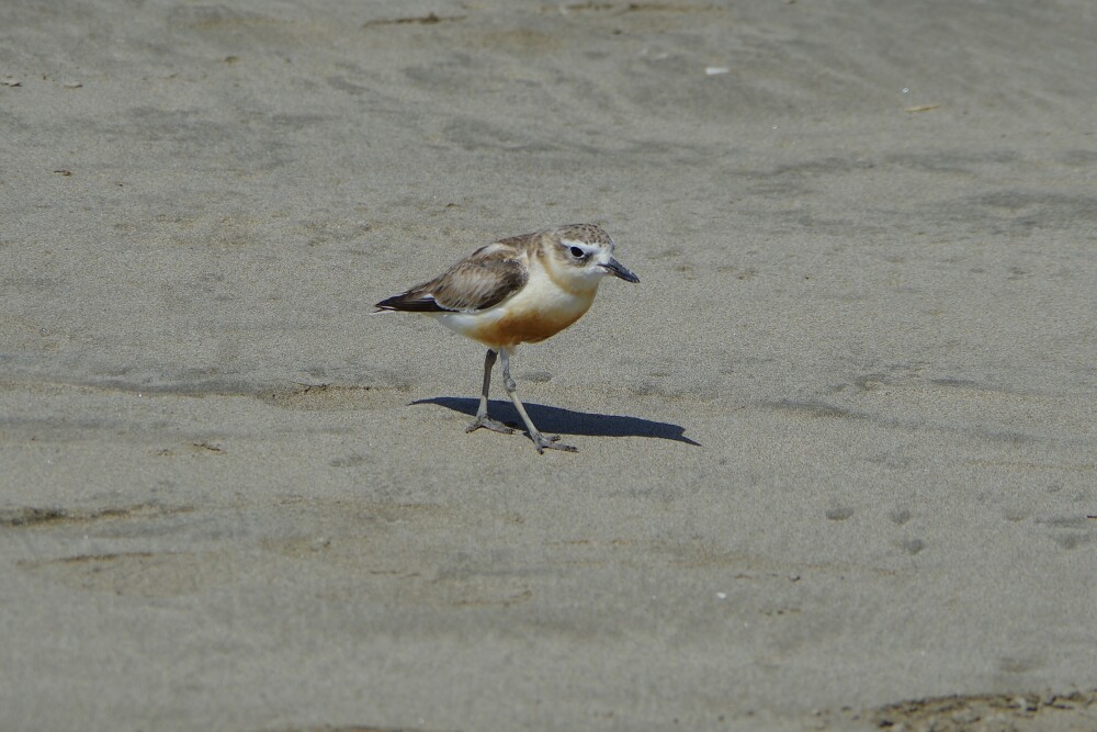 NZ Dotterel
