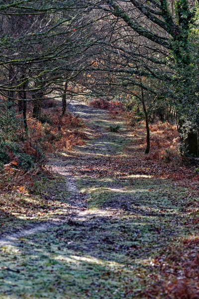 A Frosty New Forest path