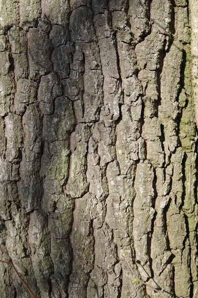 Bark