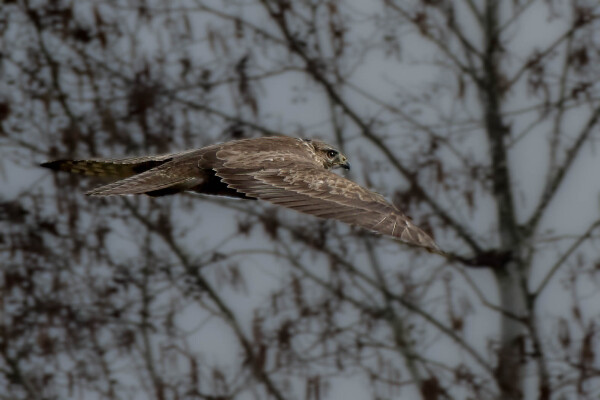 Buzzard (2)
