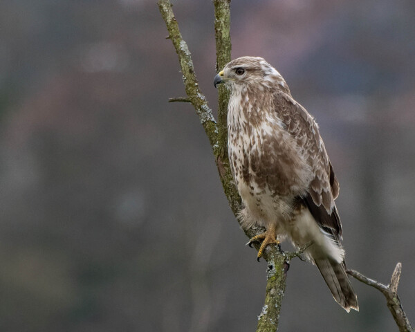 Buzzard