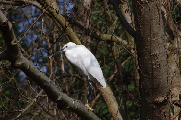 Egret