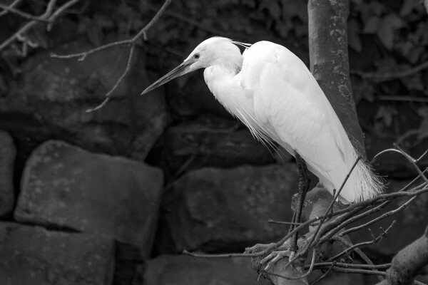 Egret