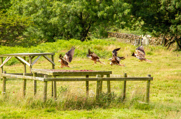 Feeding Frenzy